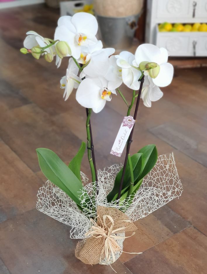 Orquídeas